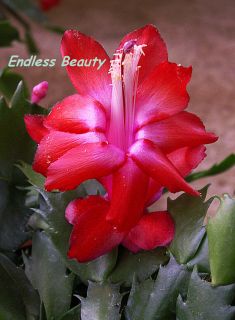 Christmas Cactus cuttings Succulent ID Strawberry Fantasy