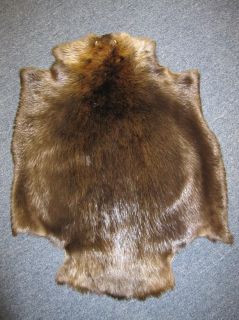Large Beaver Fur Pelt Skin High Quality 30x 24
