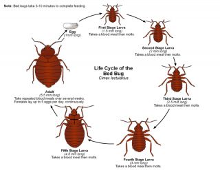 Bed Bugs Plus Bed Moats (4) Bed Bug Traps Compares to Climb Up