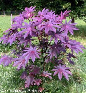 16 Dark Purple Unusual Striking Castor Bean Seeds