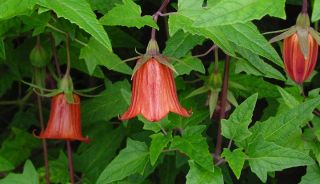 canarina canariensis the canary island bellflower is a beautiful rare 