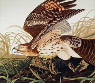 Bernard Loates Audubon Red Shouldered Hawk Lithograph