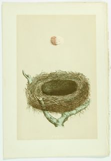 1896 Antique Morris Bird Nest Print 28 Redbacked Shrike