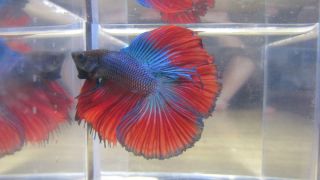 Blue Black Red Tail HMDT Male Betta Fish