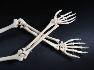 Human Body Skeleton Arms Hands Wrist Bones Medical Anatomical Anatomy 