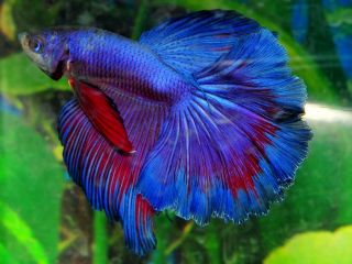 Blue Purple Male Halfmoon Betta Live Fish VM11BLPURP