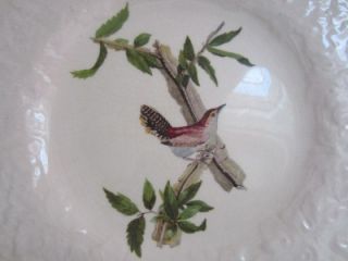 meakin birds of america bewick s wren 18 white embossed floral rim 