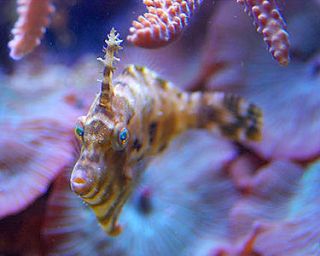 Matted Filefish 1 3 Live Nano Sized Filefish Eats Aiptasia