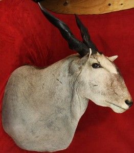 Huge Quality Trophy African Cape Eland Taxidermy Mount