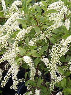 Henrys Garnet Virginia Sweetspire Itea Flowering Shrub 4 Pot