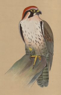 Falcon Miniature Painting Indian Handmade Falconry Bird Watercolor 