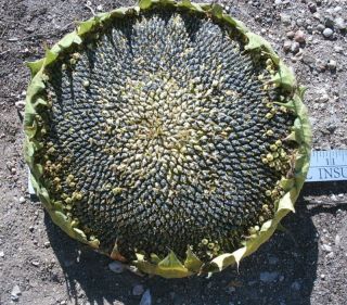 Black Oil Sunflower heads for bird seed   9 to11 head