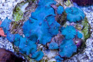   Metallic Blue Mushroom Rock (Actinodiscus sp.) Live Saltwater Coral