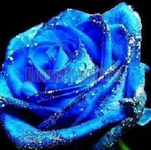 5X Blue Rose Flower Blossom Seeds Garden Plant Free SHIP