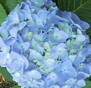 Nikko Blue Hydrangea Bush Flowering Shrub