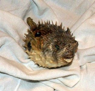 real dried preserved 4 5 porcupine puffer blowfish