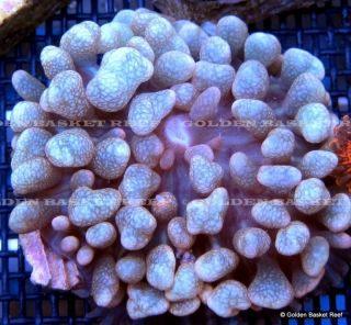  Live Coral Ultra Blue St Thomas Mushroom