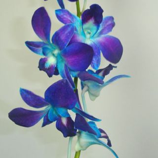 Fresh Flowers Blue Orchids Box of 70 Wedding Decorations