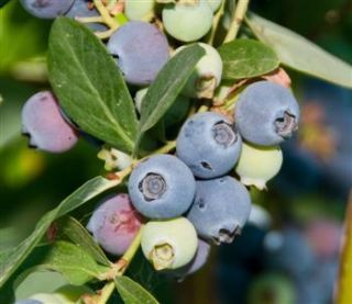50 Blueberry Plants Cold Hardy Organic $2 Bucks Each Sale