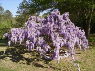 12 Exotic Purple Bonsai Wisteria Tree Fertile Seeds RARE