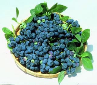 Blueray Blueberry Plant 20 Pounds of Berries per Bush