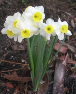 Narcissus Tazetta Daffodil Minnow Miniature 5 Bulbs  ships September 