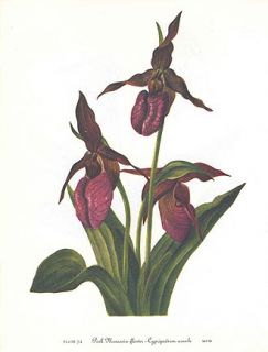 Mary Vaux Walcott Vintage Botanical Print Wildflower Pink Mocassin 