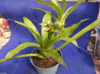 Bromeliads R US NID Bilbergidoides Ajura Stoloniferous Cluster of 2 