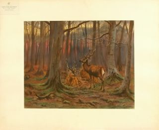 Bonheur c1905 11 Antq Hand CLRD Litho Deer in Forest