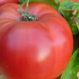 Tomato Heirloom Open Pollinated 100 Commercial Quality Seeds