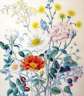 Antique Engraving HP 1845 Botanical Rosacea Rose Lge