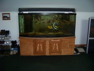 180 Gallon Bow Front Fish Tank 5 Year Old