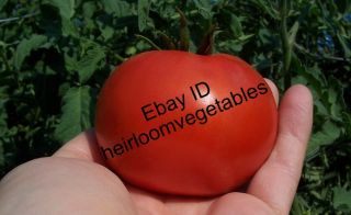 30 Box Car Willie Tomato Seeds Heirloom Same Day Shipping