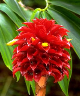 Indonesian Wax Ginger 15 Seeds Tapeinochilos ananassae RED WAX GINGER