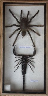 Real Scorpion&Spide​r Tarantula Taxidermy in wood box /inf27