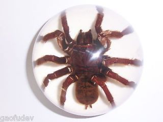 cm large dome paperweight tarantula spider white bottom