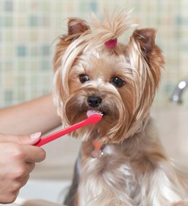 did you know that regularly brushing your dog s teeth and providing 