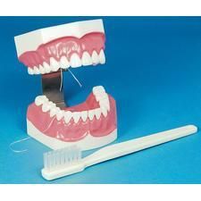 Dental Teaching Teeth Brushing Study Model Giant Macro Hygiene with 