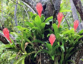 Plant type Bromeliad, Epiphyte Hardiness Zones 10 11 Size 