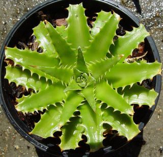   PUPS   VERY RARE   YELLOW/GREEN ALL OVER SMALL BROMELIAD