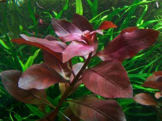   SP Rubin 2 Stems Live Fish Tank Aquarium Fresh Water Plants