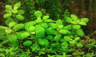   LOBELIA CARDINALIS 3 rooted Live fish tank aquarium fresh water plants