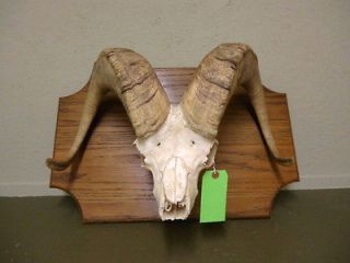 Dall Sheep horns/skull/antlers/taxidermy/hunting//lodge home decor