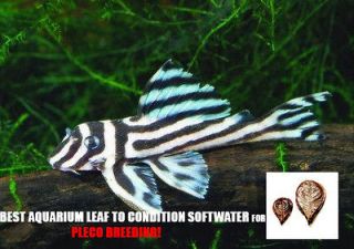 50gram Catappa Leaf for live fish pleco zebra plecostomus tank algae 