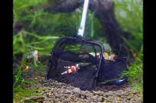 carbon shrimp net live cherry crystal red aquarium from malaysia