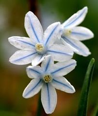 10 BLUE STRIPED LILY BULBS FRAGRANT FLOWERS FEBRUARY MARCH BLMS 