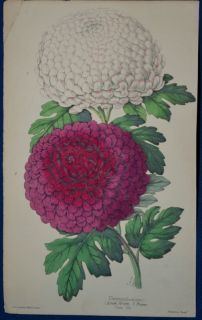   .  Hand Colored Botanical. James Andrews, Floral Magazine. 1860