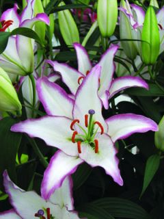 Hot Line Oriental Fragrant Lily Flower Bulb 14 16cm
