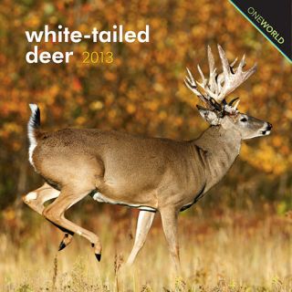 White Tailed Deer 2013 Mini Wall Calendar