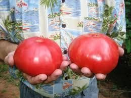 Tomato, Radiator Charlies Mortgage Lifter non GMO Heirloom 10 
